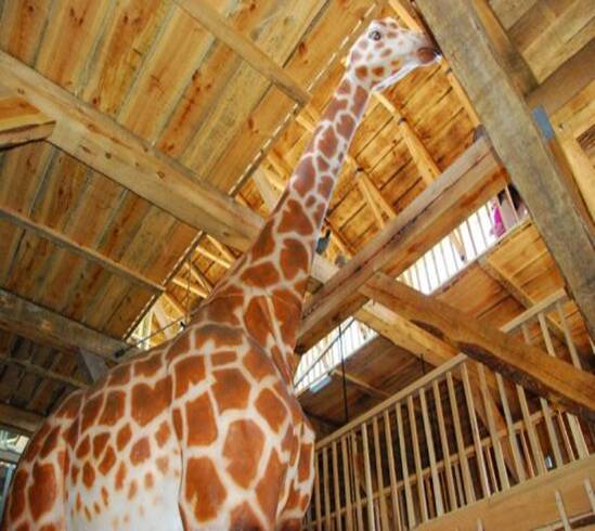 Life size model of giraffe in replica of Noah's Ark