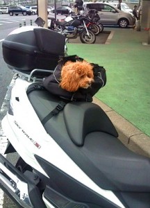 Dog riding in the back of a motorcycle.