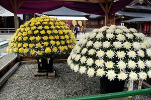 Yahiko Shrine’s Chrysanthemum Festival