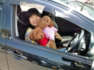 Mrs. Harumi and her two toy poodles.