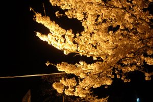 Night View of Cherry Blossoms