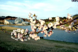 Cherry Blossoms in Niigata City