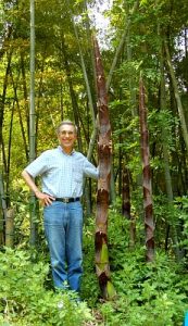 The Rapid Growth of Bamboo